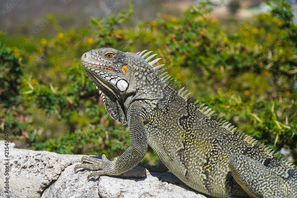 Fototapeta premium Detailed close-up of a green iguana resting on a stone wall with green tropical nature in the background in Curaçao. Wildlife profile shot showing scales, spikes, and head details in sunlight.