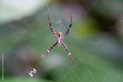 Spider hangs in intricate web against blurred green background. Distinctive markings adorn its legs and body. Web glows with delicate, glistening threads. Natural habitat softly out of focus behind