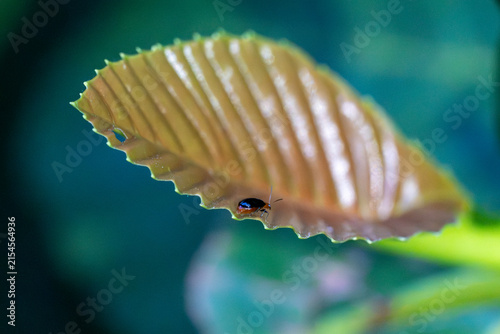 Close-up of a leaf with a tiny insect resting on it. Leaf shows distinct veins and serrated edges. Insect is small, dark, and appears to be walking. Natural green background softly blurred