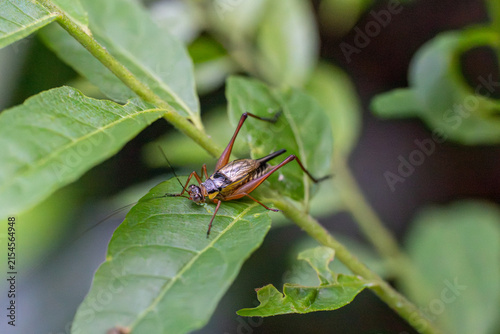 Tiny cricket perches on green leaf. Leaf veins show natural texture and detail. Background blurred, focusing on insect. Foliage provides natural habitat setting. Close-up reveals fine insect features