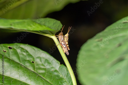 Small grasshopper perches on a green leaf. Leaf shows natural texture and minor holes. Grasshopper blends subtly with surrounding foliage. Image captures natural, quiet moment in greenery
