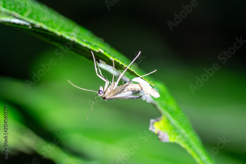 Tiny moth rests on vibrant green leaf. Delicate wings catch soft natural light. Fragile antennae extend forward. Leaf edge shows subtle signs of wear. Microscopic detail enhances botanical beauty