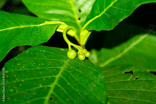 Vibrant green leaves frame small, round, unripe fruit clusters. Juicy berries hang from a slender stem, nestled among foliage. Natural light highlights leaf veins and subtle surface texture