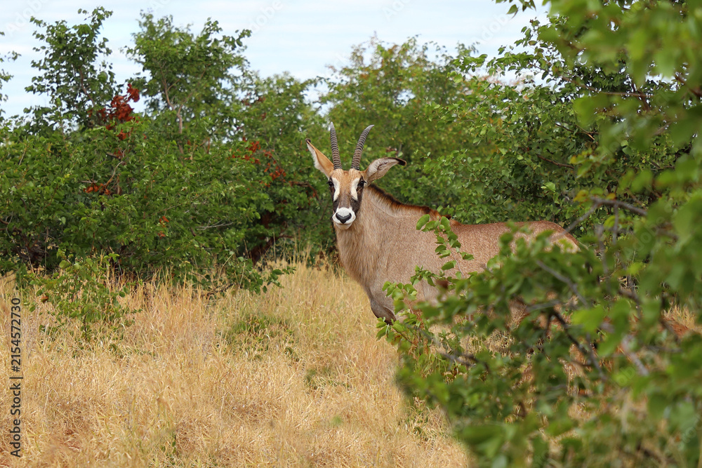 Naklejka premium Roanantilope oder Pferdeantilope / Roan antelope / Hippotragus equinus