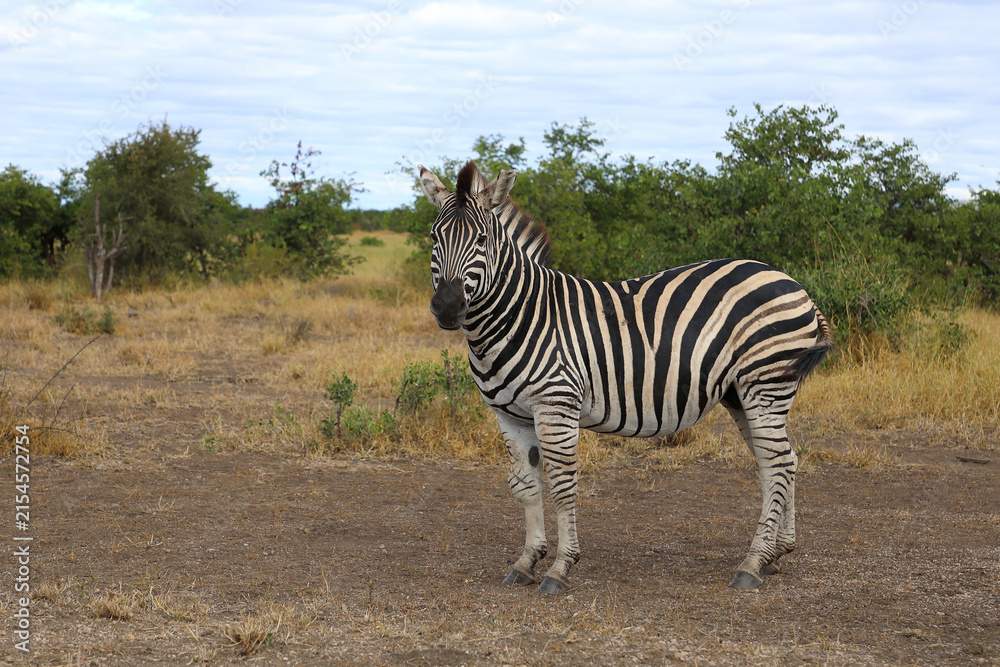 Naklejka premium Steppenzebra / Burchell's zebra / Equus quagga burchellii
