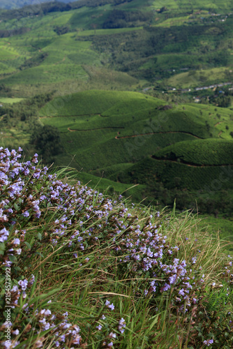 Strobilanthes kunthiana, commonly known as Neelakurinji or Kurinji, blooming with vibrant purple flowers in the hills of Munnar, Kerala, India