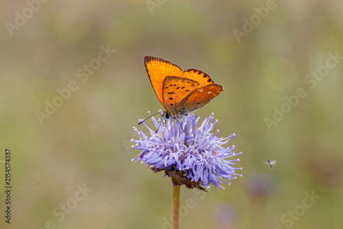 Bild auf Leinwand Scarce copper butterfly (Lycaena virgaureae) sitting on purple wildflower