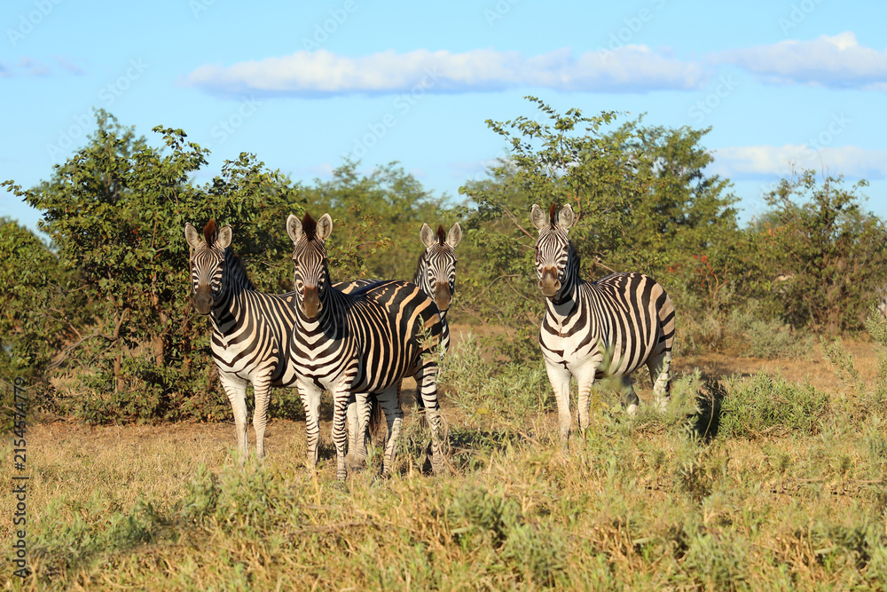 Naklejka premium Steppenzebra / Burchell's zebra / Equus quagga burchellii