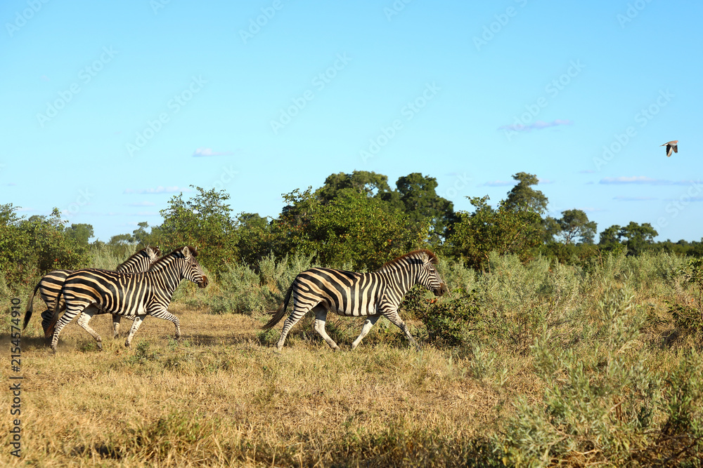 Naklejka premium Steppenzebra / Burchell's zebra / Equus quagga burchellii