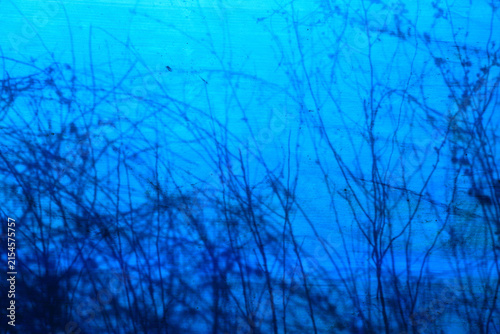 Abstract shadow of a bush cast on a blue textured background, creating a minimalist natural pattern with strong contrast