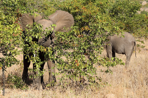 Canvas Print Afrikanischer Elefant / African elephant / Loxodonta africana