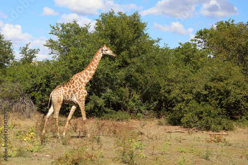 Canvas Print Giraffe / Giraffe / Giraffa camelopardalis