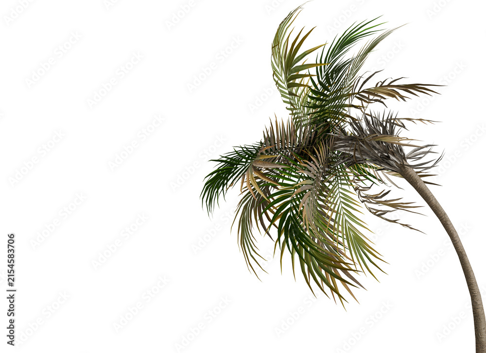 Fototapeta premium Tropical Palm Tree with Blowing Fronds Isolated