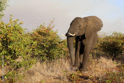 Canvas Print Afrikanischer Elefant / African elephant / Loxodonta africana