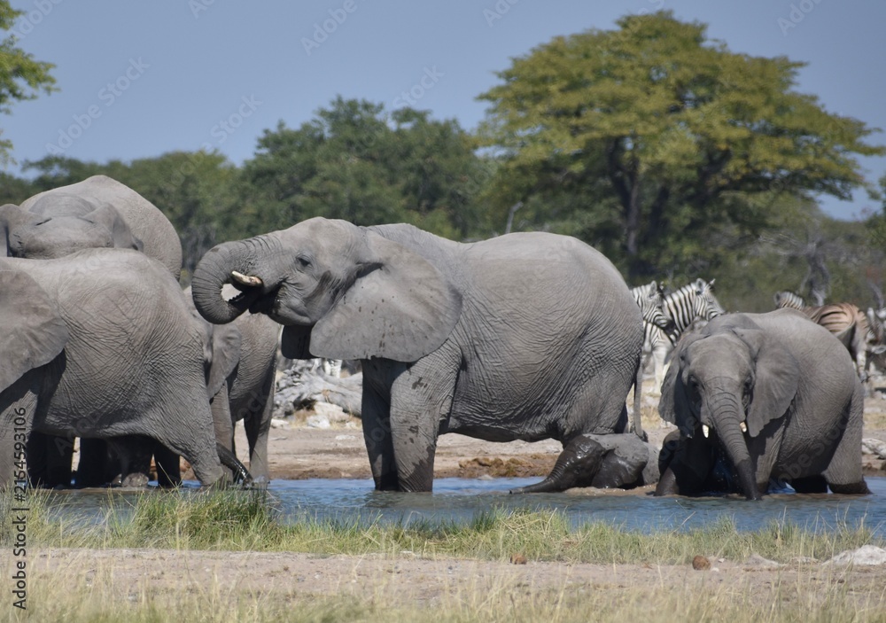 Obraz premium A family of African elephants washing and playing at a watering hole in the Etosha National Park in Namibia