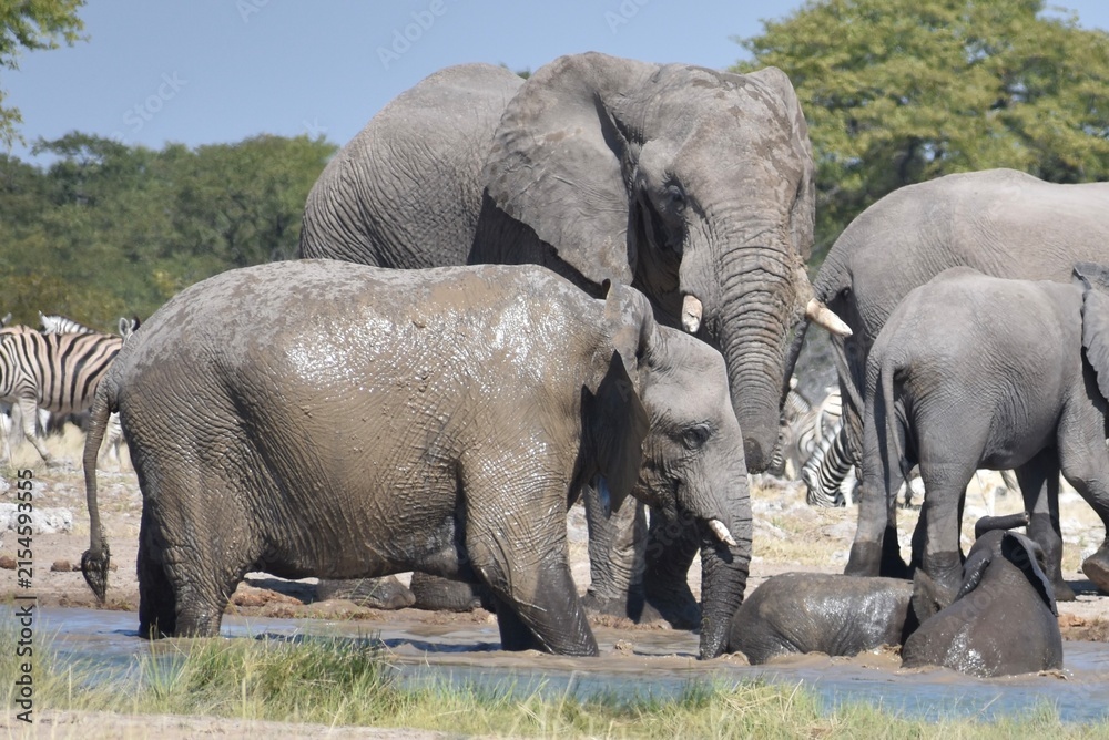 Obraz premium A herd of elephants washing and playing together in a watering hole in the Etosha National Park in Namibia