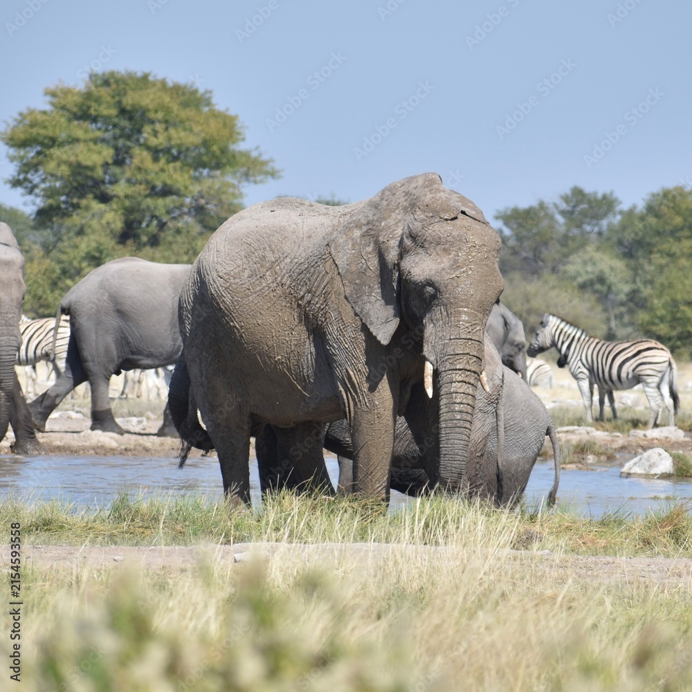 Obraz premium A huge muddy African elephant exiting the water at a watering hole in the Etosha National Park in Namibia