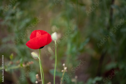 Red poppy flower on long stem with soft green background. Wild poppy blooming, shallow depth of field, natural light.