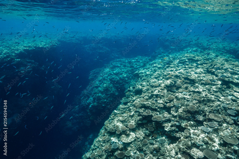Fototapeta premium Colorful coral formations on a tropical underwater reef
