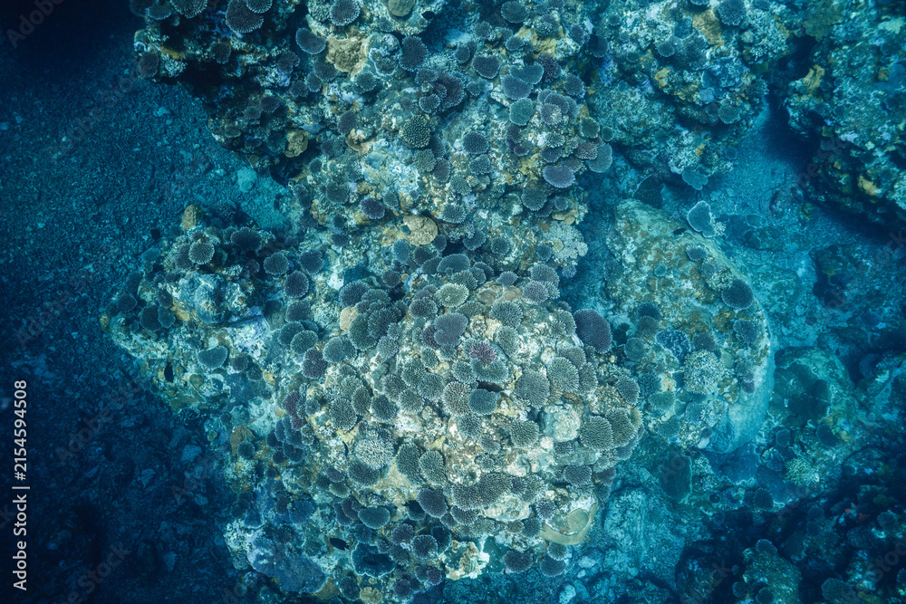 Fototapeta premium Spectacular coral reef scenery in a tropical ocean
