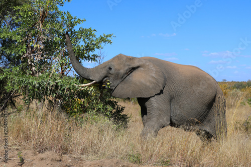 Photography Afrikanischer Elefant / African elephant / Loxodonta africana