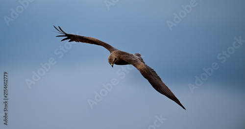 Quadro su tela Black kite // Schwarzmilan, Schwarzer Milan (Milvus migrans)