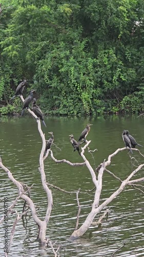 A flock of Little cormorant bird, Javanese cormorant,  perching tree in wetland.