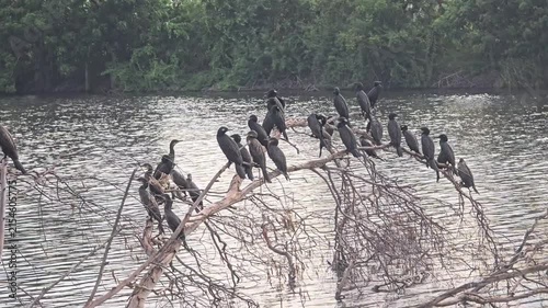 A flock of Little cormorant bird, Javanese cormorant,  perching tree in wetland.