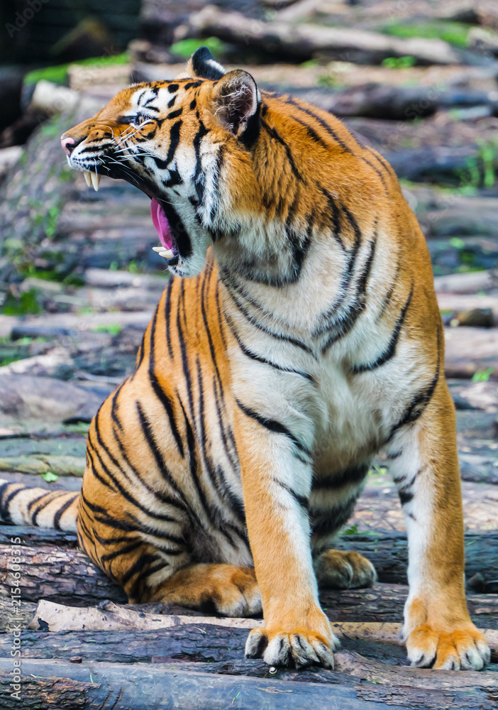 Obraz premium Some funny moments of tigers yawning with their mouths wide open