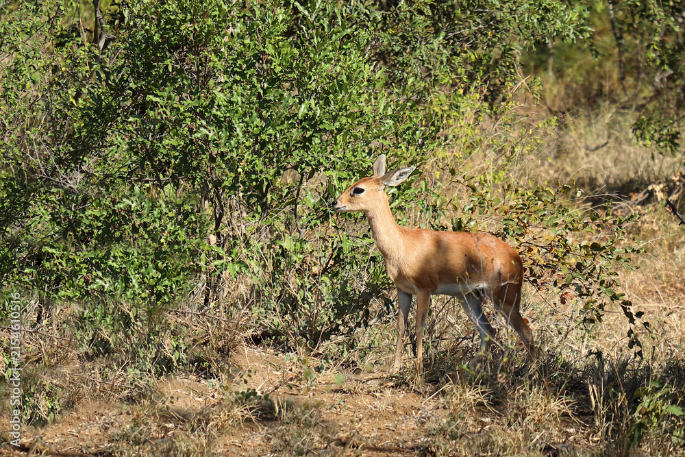 Naklejka premium Afrikanischer Steinbock / Steenbok / Raphicerus campestris