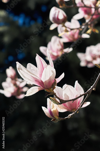 Pink magnolia blossoms on branch with soft bokeh and dramatic dark background