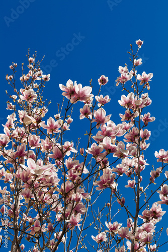 Pink magnolia blossoms reaching upward against vivid blue sky with abundant copy space