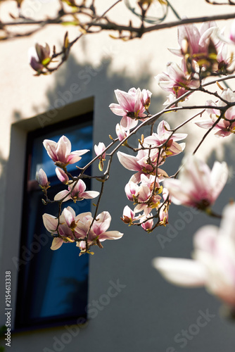 Pink magnolia blossoms on branches beside building facade with artistic shallow focus