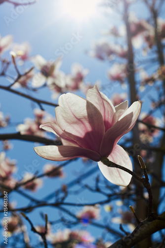 Pink magnolia blossom in sunlight against blue sky with dreamy bokeh background