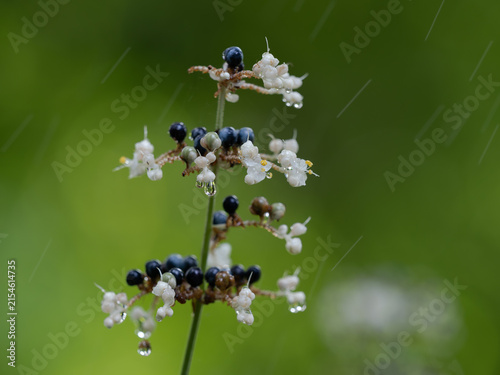 雨に濡れるヤブミョウガ
