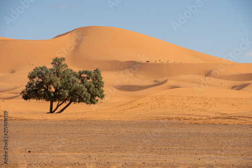 Canvastavla Single tree on the edge of a sand dune in the desert, at Merzouga, Morocco