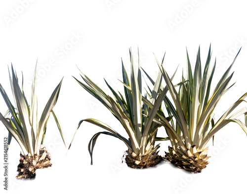Ornamental agaves with long, pointed leaves in shades of green and cream; transparent background for tropical and contemporary landscaping and architectural composition.