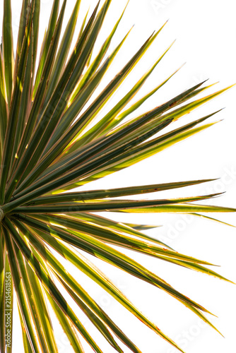Ornamental yucca with long, narrow, pointed leaves in shades of green and cream; transparent background for landscaping, architectural composition, and hardy vegetation.