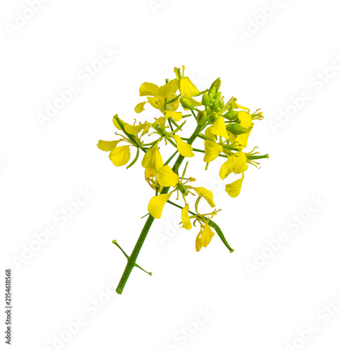 Mustard plant on white. Mustard blossom