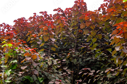 Tropical red spurge shrub (Euphorbia cotinifolia) with colorful leaves and dense branching, highlighting color contrast, for ornamental landscaping projects and gardens; transparent background.
