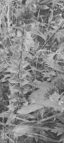 Dense Leafy Plant Texture in Grainy Black and White Botanical Close Up