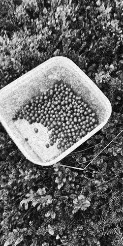 Fresh Wild Berries Collected in White Tray on Forest Ground in Grainy Monochrome Style