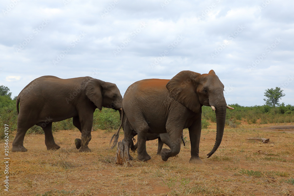 Fototapeta premium Afrikanischer Elefant / African elephant / Loxodonta africana