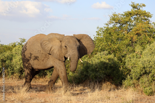 Canvas Print Afrikanischer Elefant / African elephant / Loxodonta africana