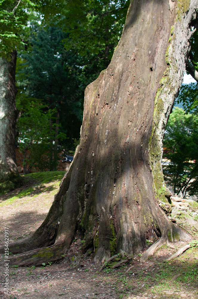 Obraz premium tree in the forest