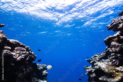 Underwater reef canyon with tropical fish and sunlight from the surface