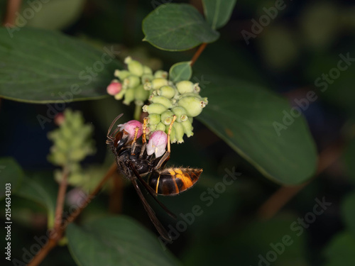 Quadro su tela Invasive Species in Europe - Vespa velutina - Asian Hornet Close Up for Articles