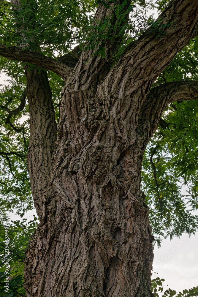 Obraz premium Vertical view of a large robinia tree trunk with rough bark and green foliage in Germany 