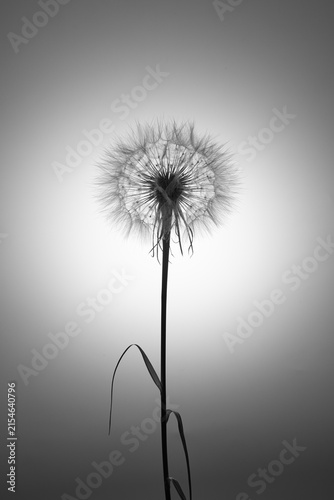 Bild auf Leinwand A solitary dandelion seed head stands delicately against a soft monochrome background, capturing a quiet moment of fragility, simplicity, and natural elegance
