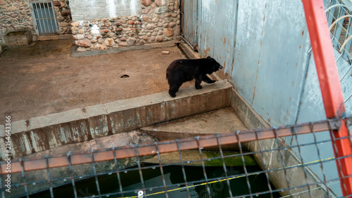Bear walks along a ledge near water in an enclosure at a zoo during the day